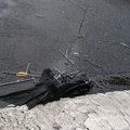 Discarded Umbrella Carcasses, NYC