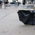 Discarded Umbrella Carcasses, NYC