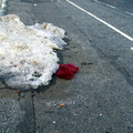 Discarded Umbrella Carcasses, NYC