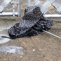 Discarded Umbrella Carcasses, NYC