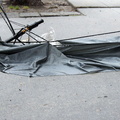 Discarded Umbrella Carcasses, NYC