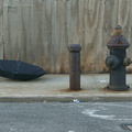 Discarded Umbrella Carcasses, NYC