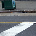 Discarded Umbrella Carcasses, NYC