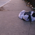 Discarded Umbrella Carcasses, NYC