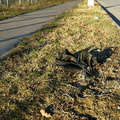 Discarded Umbrella Carcasses, NYC