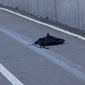 Discarded Umbrella Carcasses, NYC