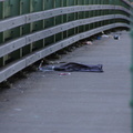 Discarded Umbrella Carcasses, NYC