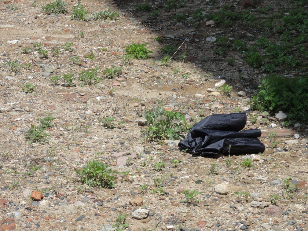 Discarded Umbrella Carcasses, NYC