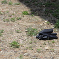 Discarded Umbrella Carcasses, NYC