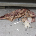 Discarded Umbrella Carcasses, NYC