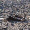 Discarded Umbrella Carcasses, NYC