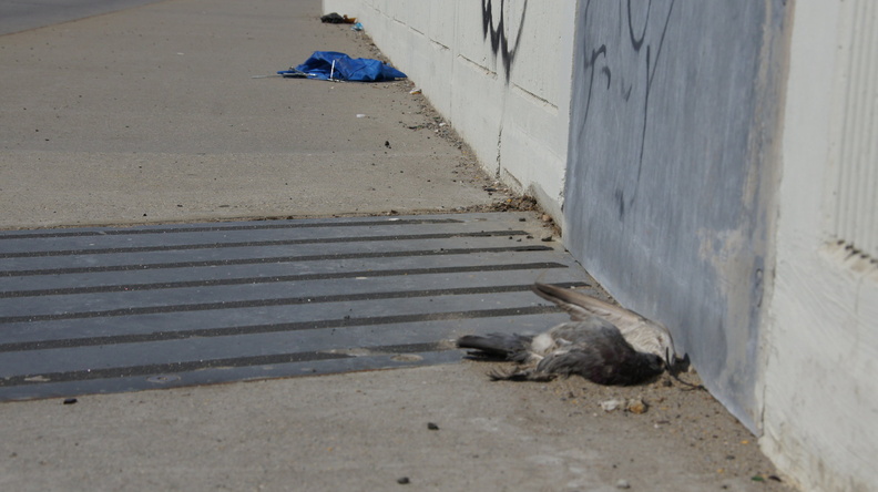 Discarded Umbrella Carcasses, NYC