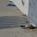 Discarded Umbrella Carcasses, NYC