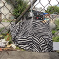 Discarded Umbrella Carcasses, NYC