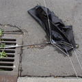 Discarded Umbrella Carcasses, NYC