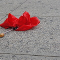 Discarded Umbrella Carcasses, NYC