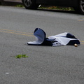 Discarded Umbrella Carcasses, NYC