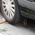 Discarded Umbrella Carcasses, NYC