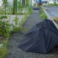 Discarded Umbrella Carcasses, NYC