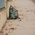 Discarded Umbrella Carcasses, NYC