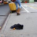 Discarded Umbrella Carcasses, NYC