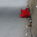 Discarded Umbrella Carcasses, NYC