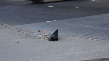 Discarded Umbrella Carcasses, NYC