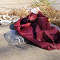 Discarded Umbrella Carcasses, NYC