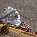 Discarded Umbrella Carcasses, NYC