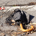 Discarded Umbrella Carcasses, NYC