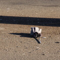 Discarded Umbrella Carcasses, NYC