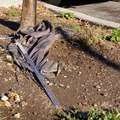 Discarded Umbrella Carcasses, NYC