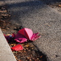 Discarded Umbrella Carcasses, NYC