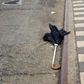 Discarded Umbrella Carcasses, NYC