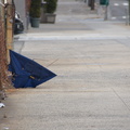 Discarded Umbrella Carcasses, NYC