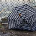 Discarded Umbrella Carcasses, NYC