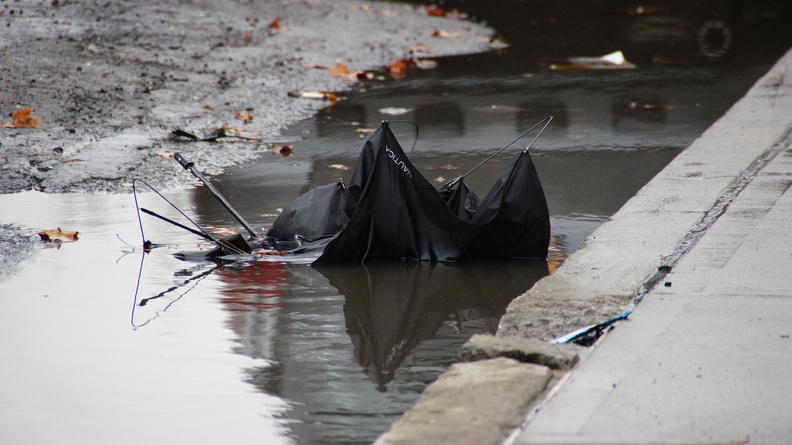 Discarded Umbrella Carcasses, NYC