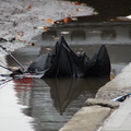 Discarded Umbrella Carcasses, NYC