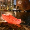 Discarded Umbrella Carcasses, NYC