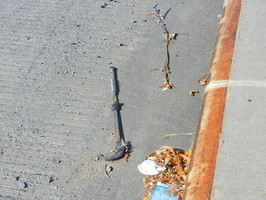Discarded Umbrella Carcasses, NYC