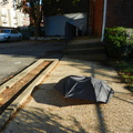 Discarded Umbrella Carcasses, NYC