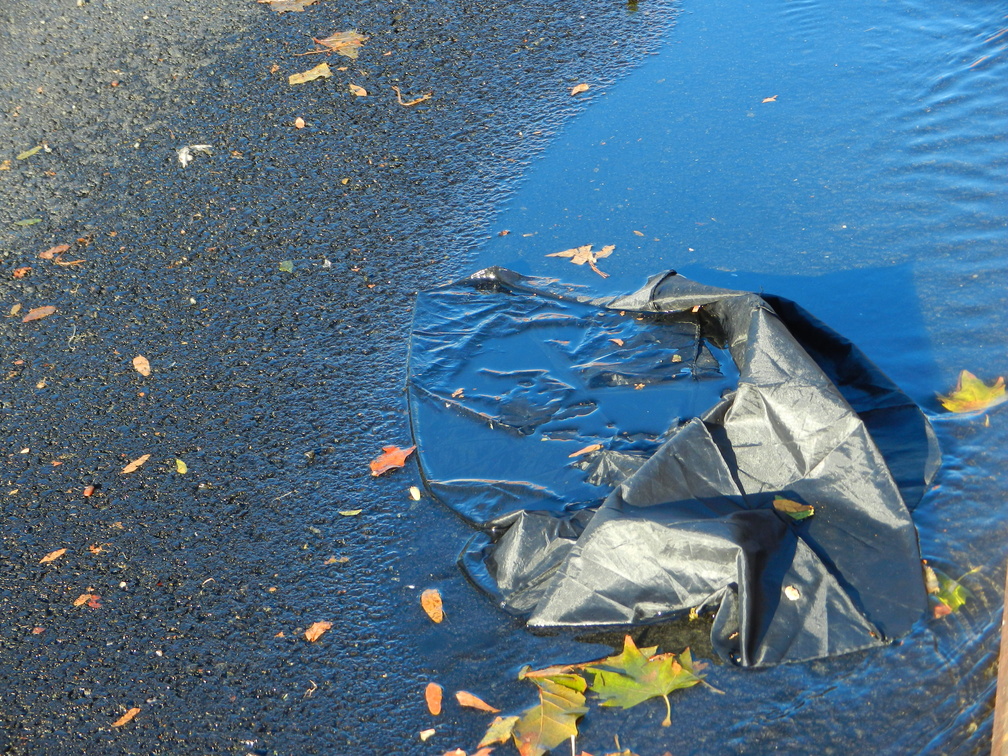 Discarded Umbrella Carcasses, NYC