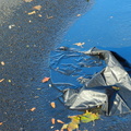 Discarded Umbrella Carcasses, NYC