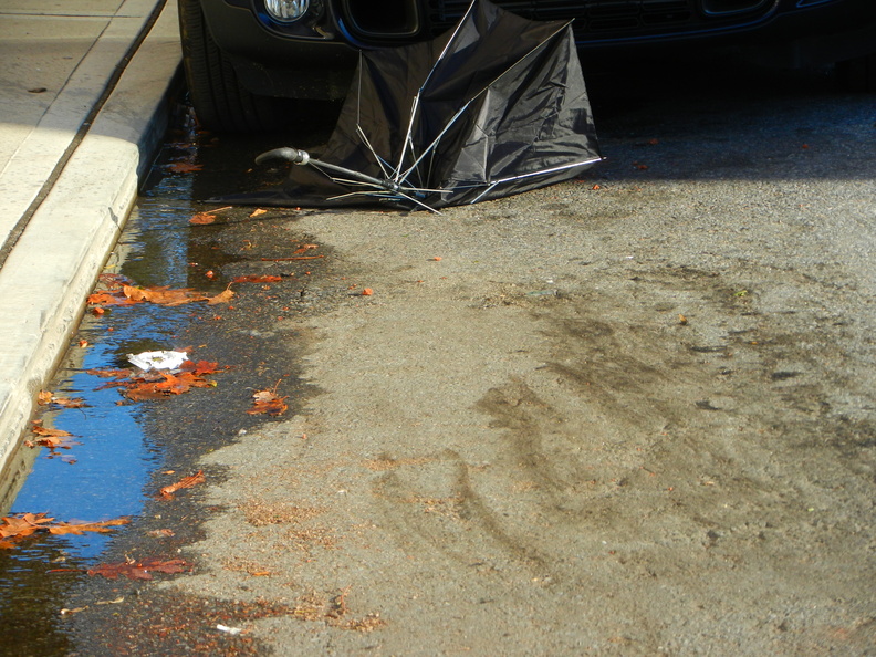 Discarded Umbrella Carcasses, NYC