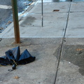 Discarded Umbrella Carcasses, NYC