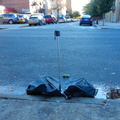 Discarded Umbrella Carcasses, NYC