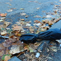 Discarded Umbrella Carcasses, NYC