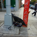 Discarded Umbrella Carcasses, NYC