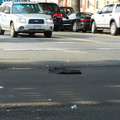 Discarded Umbrella Carcasses, NYC