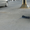 Discarded Umbrella Carcasses, NYC